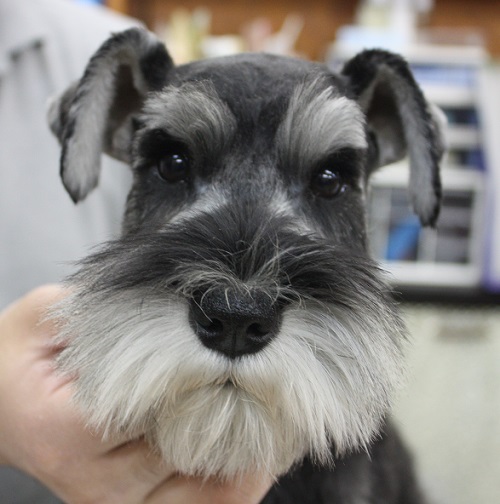 ミニチュア ショップ シュナウザー 子犬 シャンプー