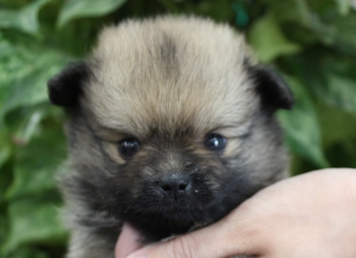 ポメラニアン 男の子 オレンジセーブル 5月2日生まれ | ポメラニアン