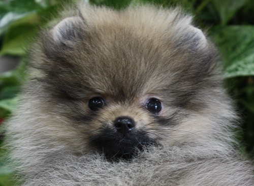 ポメラニアン 悟空】大阪東八尾愛犬クラブ展・ポメラニアン単独システムにてWD頂き