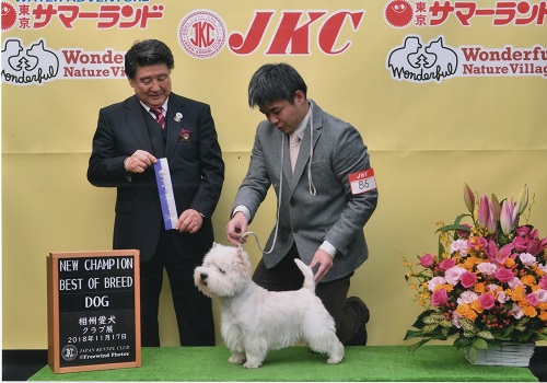 ウエストハイランドホワイトテリア Newチャンピオン | ポメラニアン