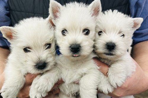 ウエストハイランドホワイトテリア