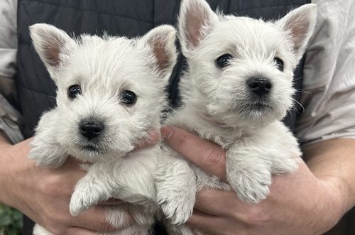 ウエストハイランドホワイトテリア