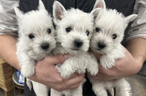 ウエストハイランドホワイトテリア