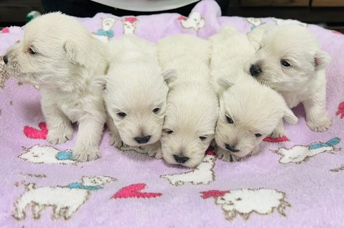 ウエスティ　女の子